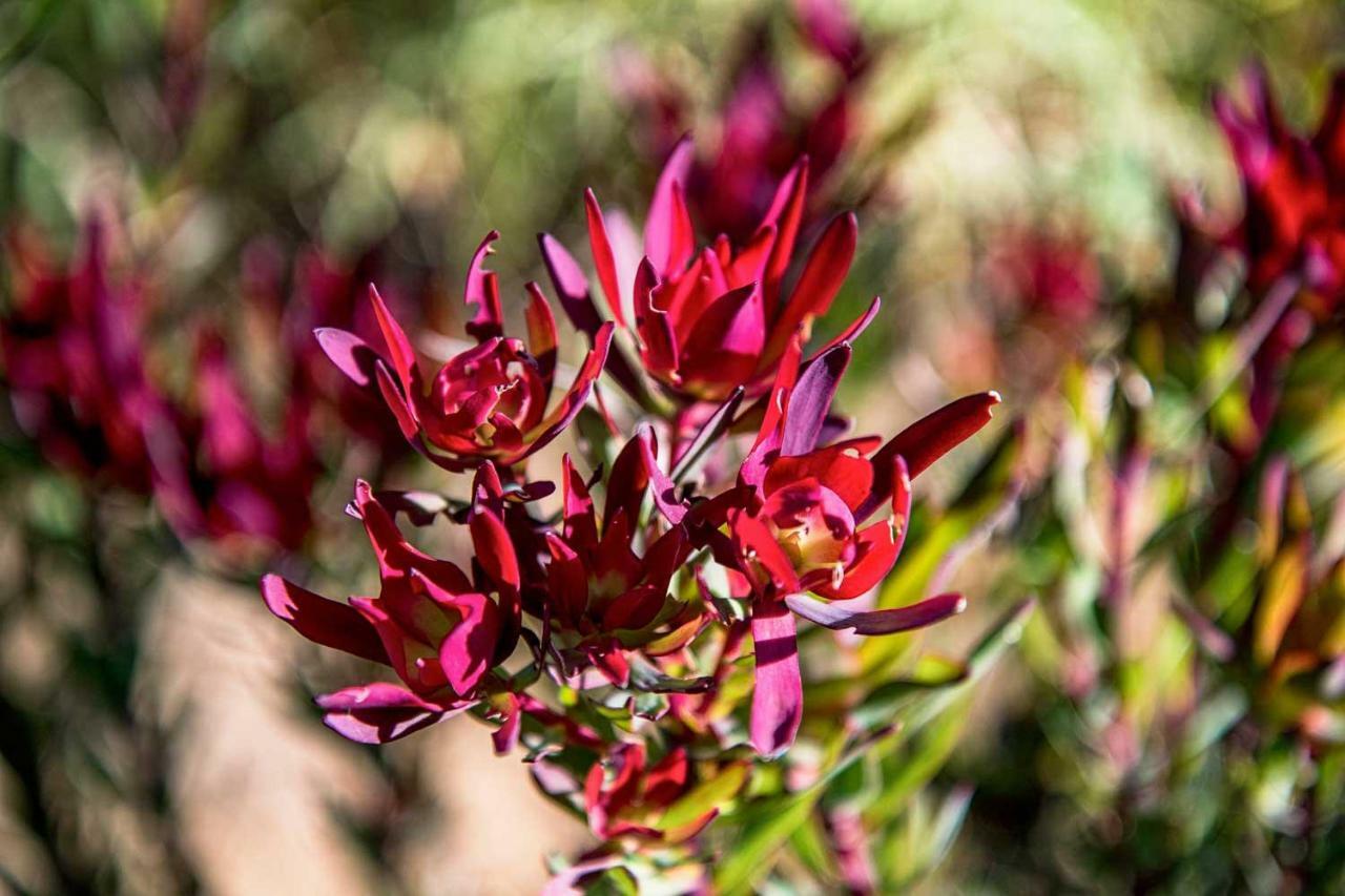 Oudewerfskloof Olive Farm Stilbaai Exterior foto